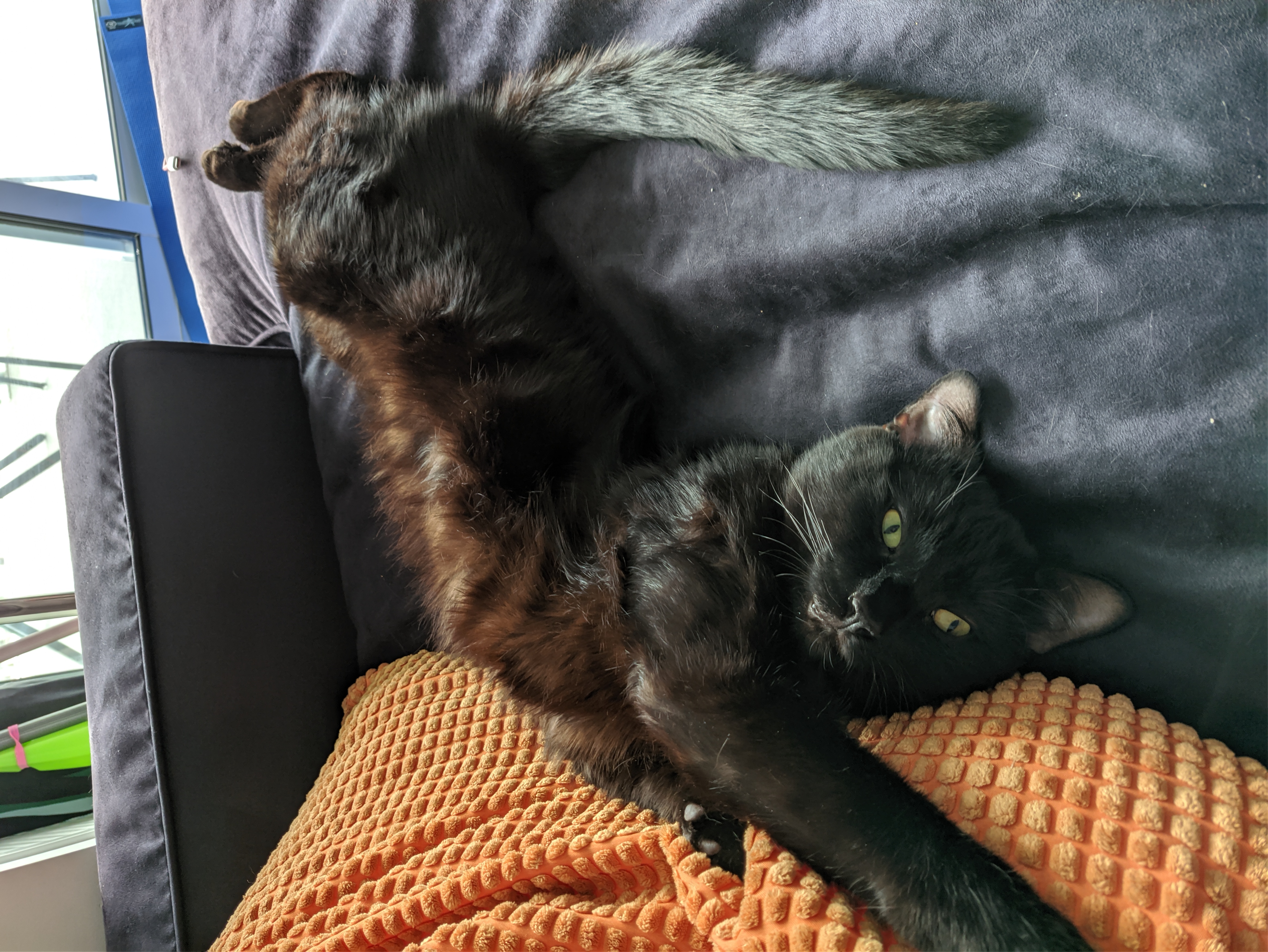 a black cat stretching on a sofa